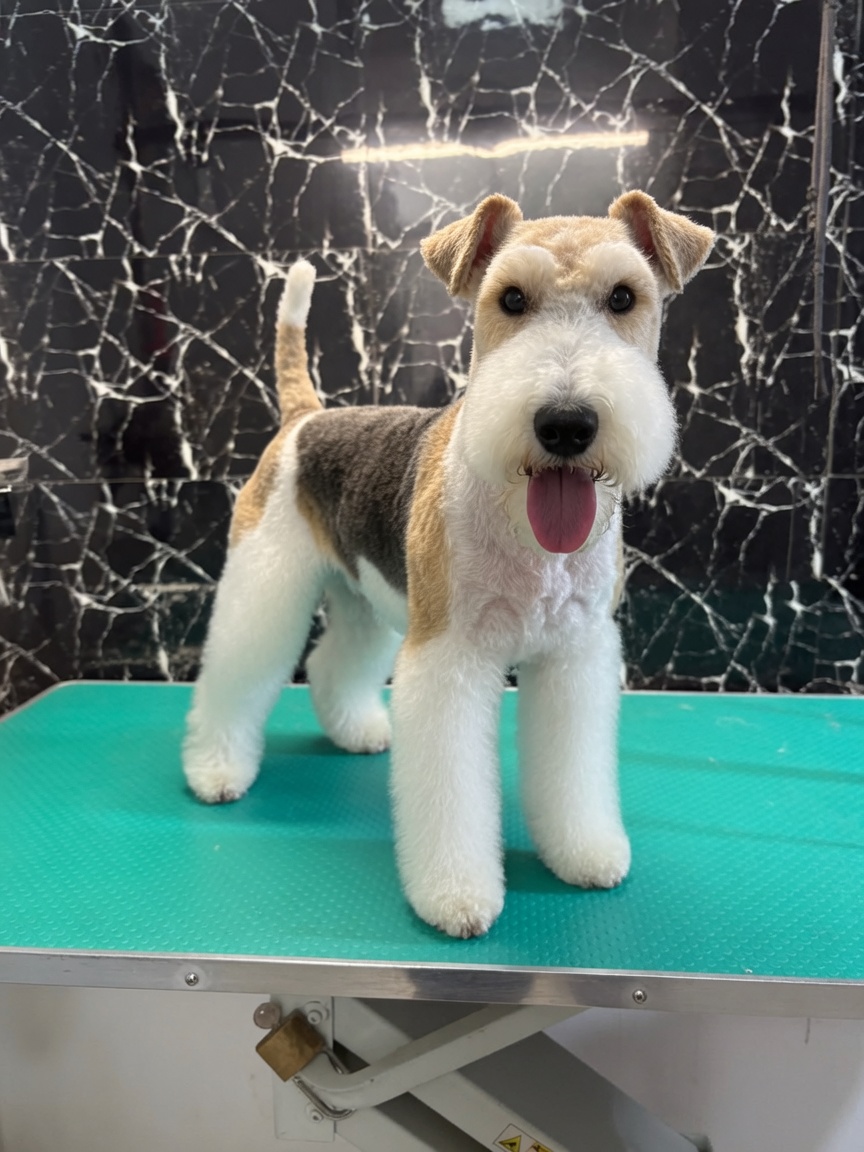 Lucrare de grooming My Pet 1