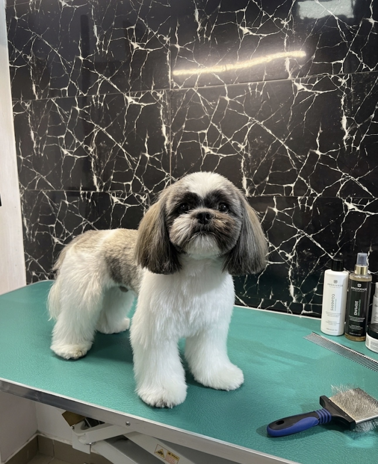 Câine îngrijit în salonul My Pet