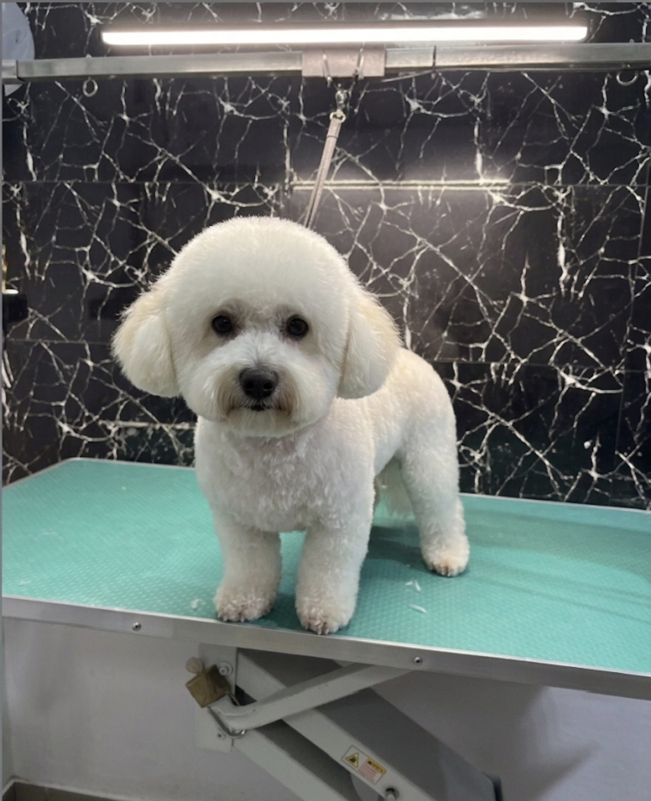 Lucrare de grooming My Pet 3