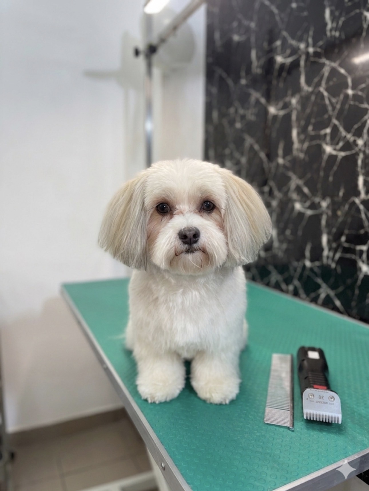 Lucrare de grooming My Pet 5